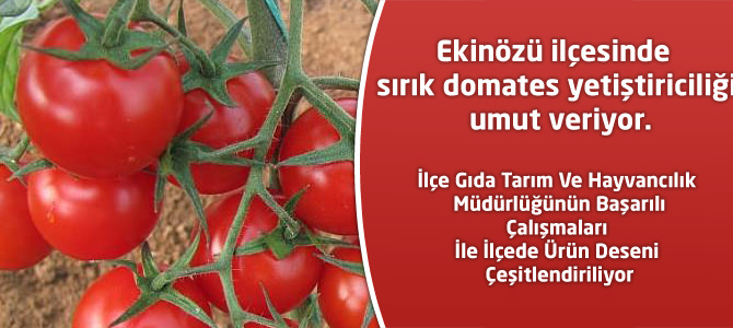 Ekinözü ilçesinde sırık domates yetiştiriciliği umut veriyor.