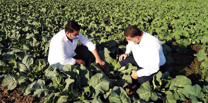 Türkoğlu Tarım Ürünlerine yeni Çeşitler Kazandırıyor