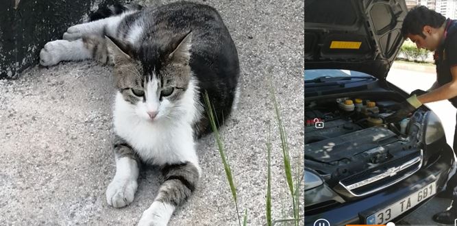 Motor Kaputuna Sıkışan Kedi Nasıl Kurtarıldı?