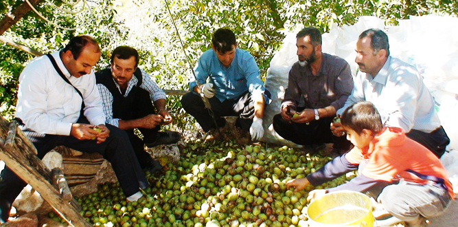 Kahramanmaraş'ta Yılda Kaç Ton Ceviz Üretimi Yapılıyor?