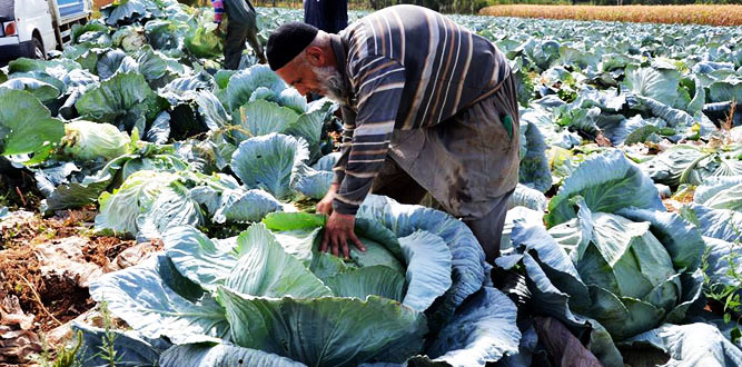 Elbistan Lahanasına Göz mü Değdi?