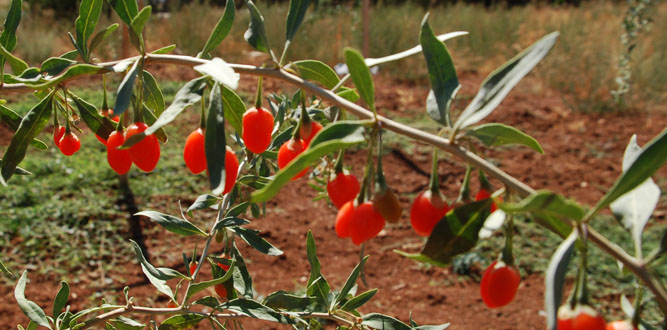 Goji Berry "Kurt Üzümü" Afşin'i Sevdi