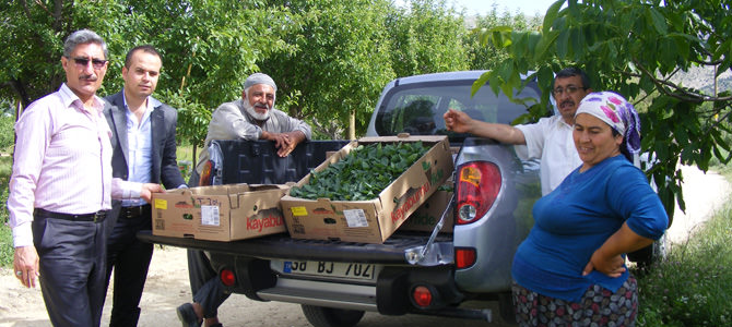 Çağlayanceritte Salçalık Biber Denemeleri Kuruldu