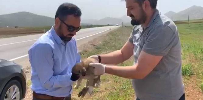 Makam Arabasını Yaralı Köpeğe Tahsis Ettİ