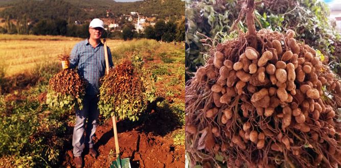 Yer Fıstığının Faydaları Nelerdir?