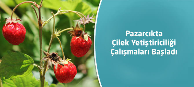 Pazarcıkta Çilek Yetiştiriciliği Çalışmaları Başladı