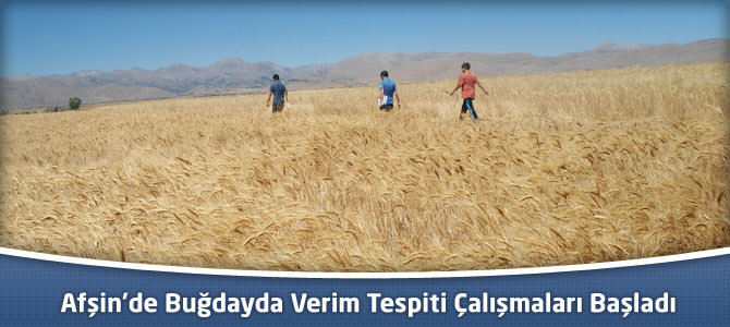 Afşin’de Buğdayda Verim Tespiti Çalışmaları Başladı