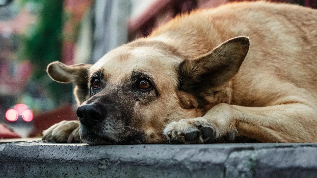 Resmi Gazete'de Sokak Köpeklerine İlişkin Yasa Yer Aldı