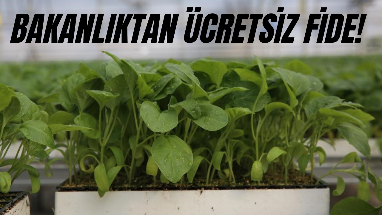 Tarım ve Orman Bakanlığı’ndan Çiftçilere Ücretsiz Fide Müjdesi!