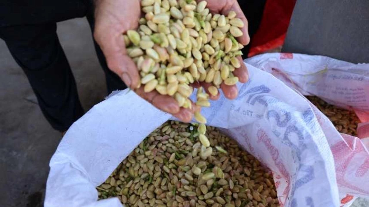 Kahramanmaraş'taki Baklavalık Fıstıkta Hasat Dönemi Başladı