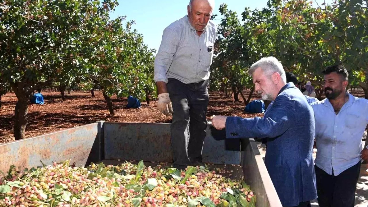 Büyükşehir Belediyesi Pazarcık Fıstığı'nın Tescili İçin Çalışacak