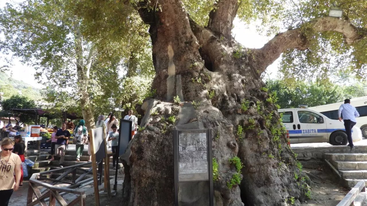 Ziyaretçilerin Musa Ağacı'na Olan İlgisi Devam Ediyor