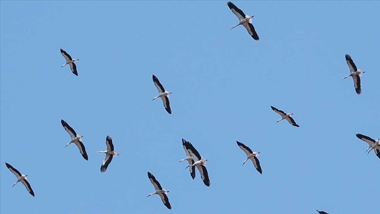 Kahramanmaraş'taki Leylekler Sıcak Bölgelere Göç Etti