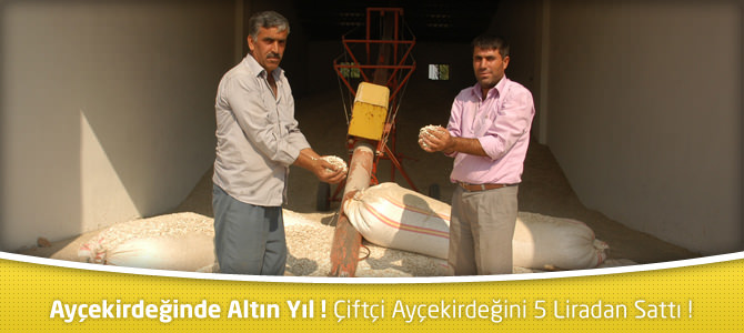 Ayçekirdeğinde Altın Yıl ! Çiftçi Ayçekirdeğini 5 Liradan Sattı