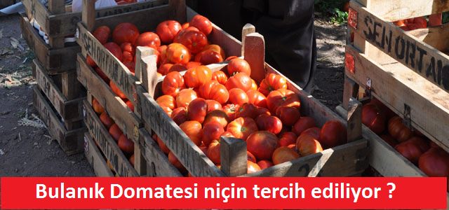 Bulanık Domatesi neden tercih ediliyor ?