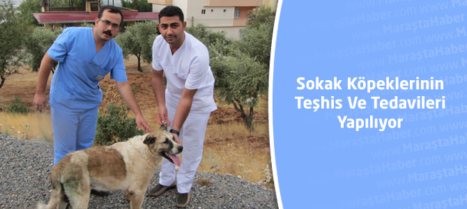 Sokak Köpeklerinin Teşhis Ve Tedavileri Yapılıyor