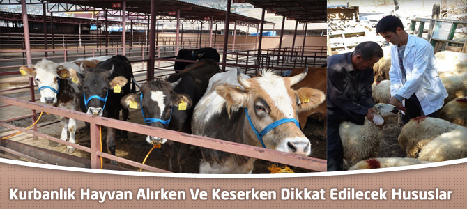 Kurbanlık Hayvan Alırken Ve Keserken Dikkat Edilecek Hususlar