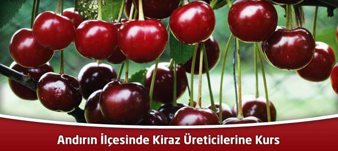 Andırın İlçesinde Kiraz Üreticilerine Kurs