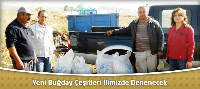 Yeni Buğday Çeşitleri İlimizde Denenecek