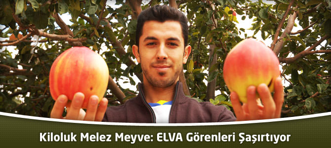 Kiloluk Melez Meyve: ELVA Görenleri Şaşırtıyor