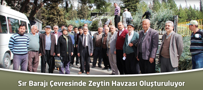 Sır Barajı Çevresinde Zeytin Havzası Oluşturuluyor