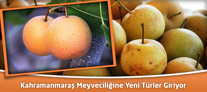 Kahramanmaraş Meyveciliğine Yeni Türler Giriyor