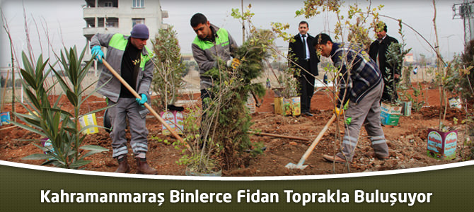 Kahramanmaraş'ta Binlerce Fidan Toprakla Buluşuyor