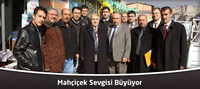 Mahçiçek Sevgisi Büyüyor