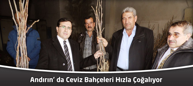 Andırın' da Ceviz Bahçeleri Hızla Çoğalıyor