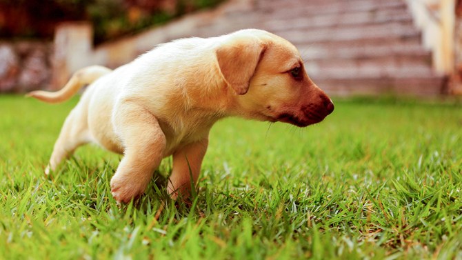 Haczedilen köpek mahkemeye itiraz dilekçesi verdi!