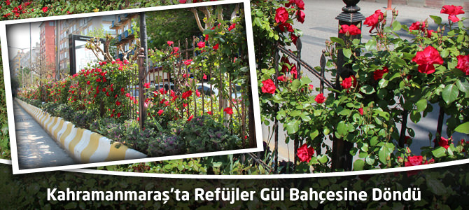 Kahramanmaraş’ta Refüjler Gül Bahçesine Döndü