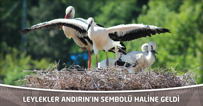 Leylekler Andırın’ın Sembolü Haline Geldi