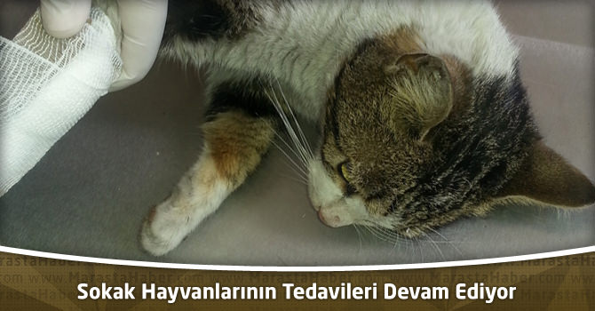 Kahramanmaraş’ta Sokak Hayvanlarının Tedavileri Devam Ediyor