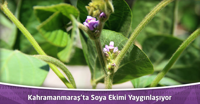 Kahramanmaraş’ta Soya Ekimi Yaygınlaşıyor