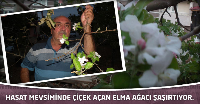 Hasat mevsiminde çiçek açan elma ağacı şaşırtıyor.