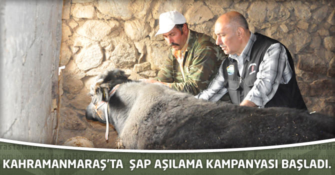 Kahramanmaraş’ta şap aşılama kampanyası başladı.