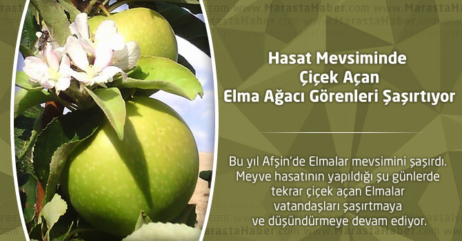 Hasat Mevsiminde Çiçek Açan Elma Ağacı Görenleri Şaşırtıyor