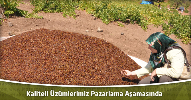 Kaliteli Kurutmalık Üzümlerimiz Pazarlama Aşamasında