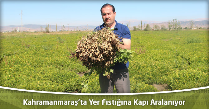 Kahramanmaraş’ta Yer Fıstığına Kapı Aralanıyor