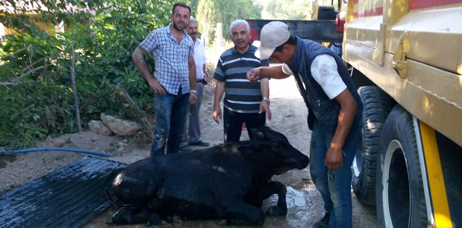 15 Metrelik Kuyudan İnek Nasıl Kurtarıldı ?