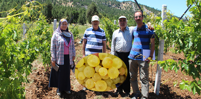 Bertiz Kabarcığı Telli Terbiye Sistemi İle Buluştu