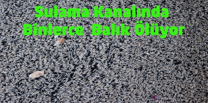 Sulama Kanalında Balıkların Ölümü