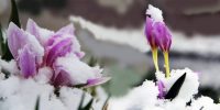 Ani Bastıran Kar, Doğadaki Çiçekleri Kar Altında Bıraktı